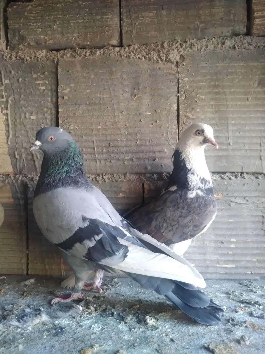 کبوتر شازده  ابلق سبز تهرونی  اصل|پرنده|اصفهان, کوی امیریه|دیوار