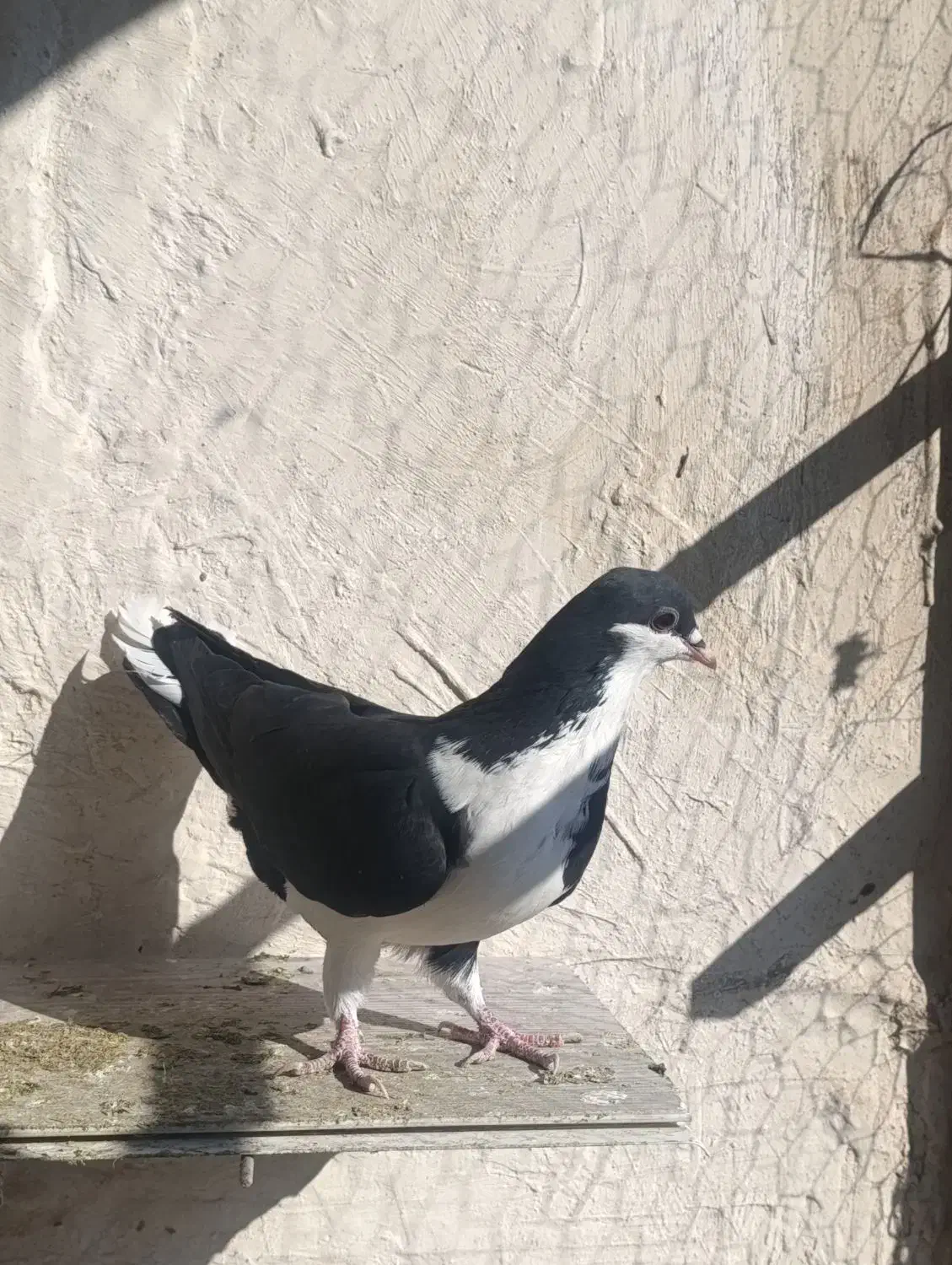 کفتر طوقی|پرنده|مشهد, شهید قربانی|دیوار