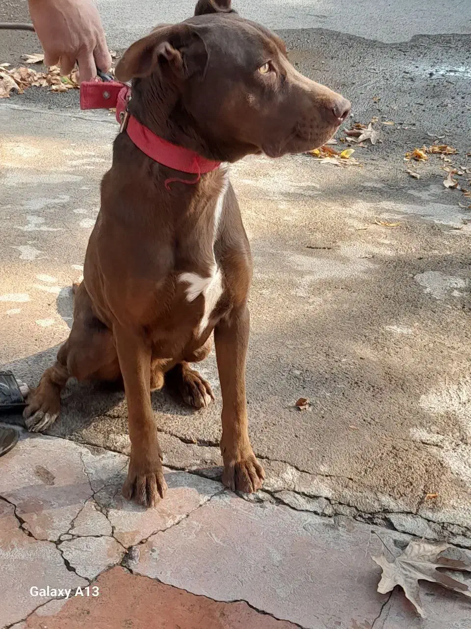 سگ پیتبول|سگ|چهارباغ, |دیوار