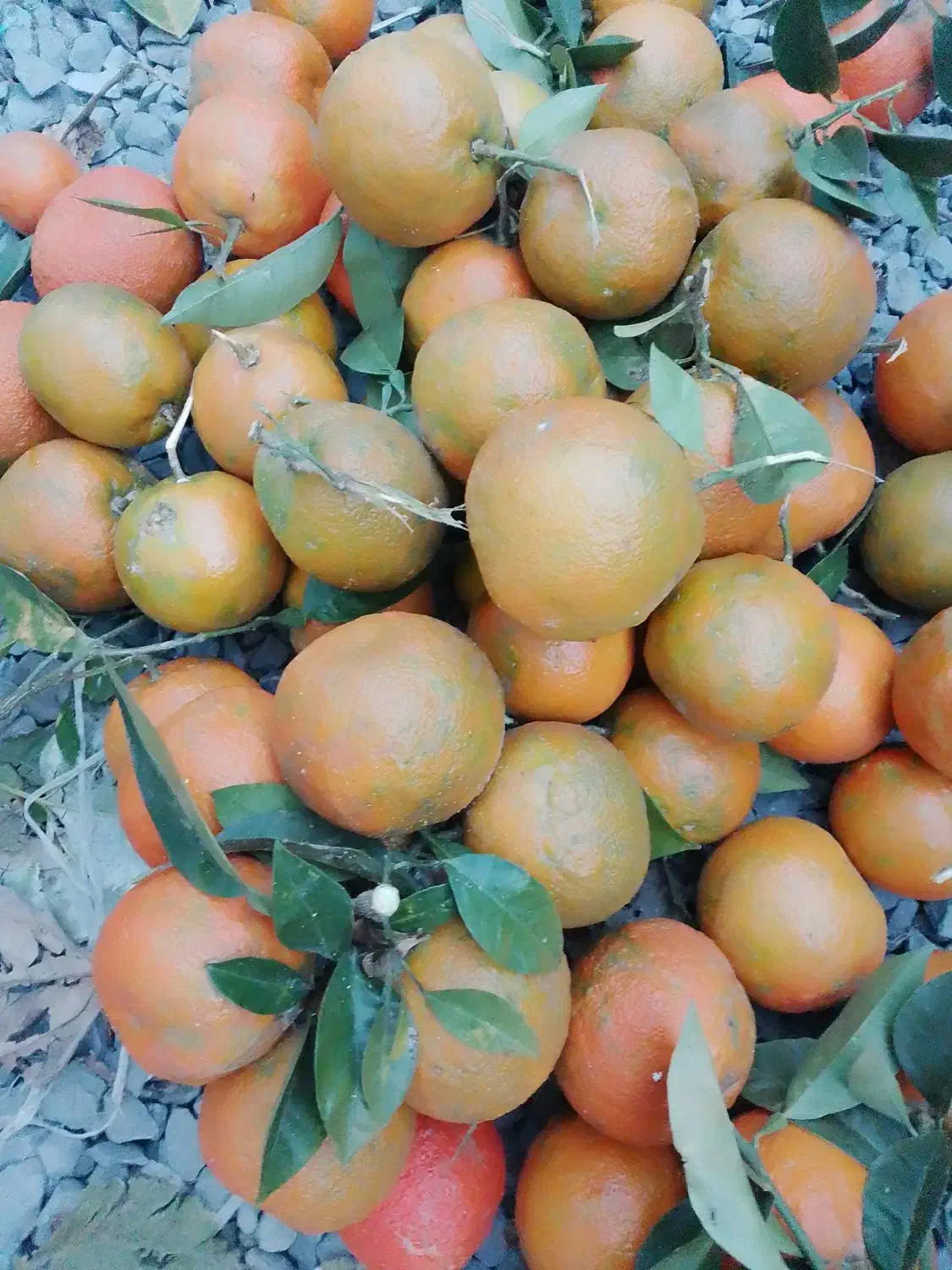 نارنج|خوردنی و آشامیدنی|تهران, هاشم‌آباد|دیوار