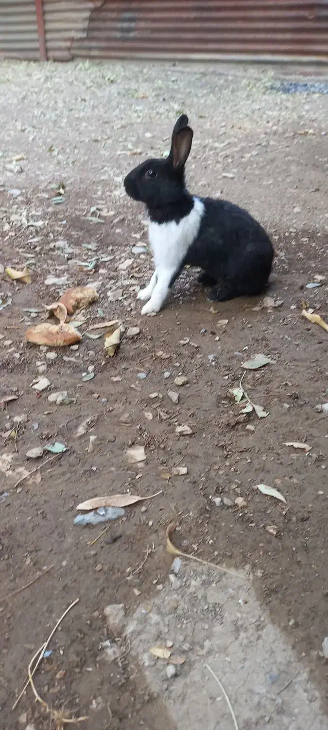 خرگوش زیبا و سالم|موش و خرگوش|آبدانان, |دیوار