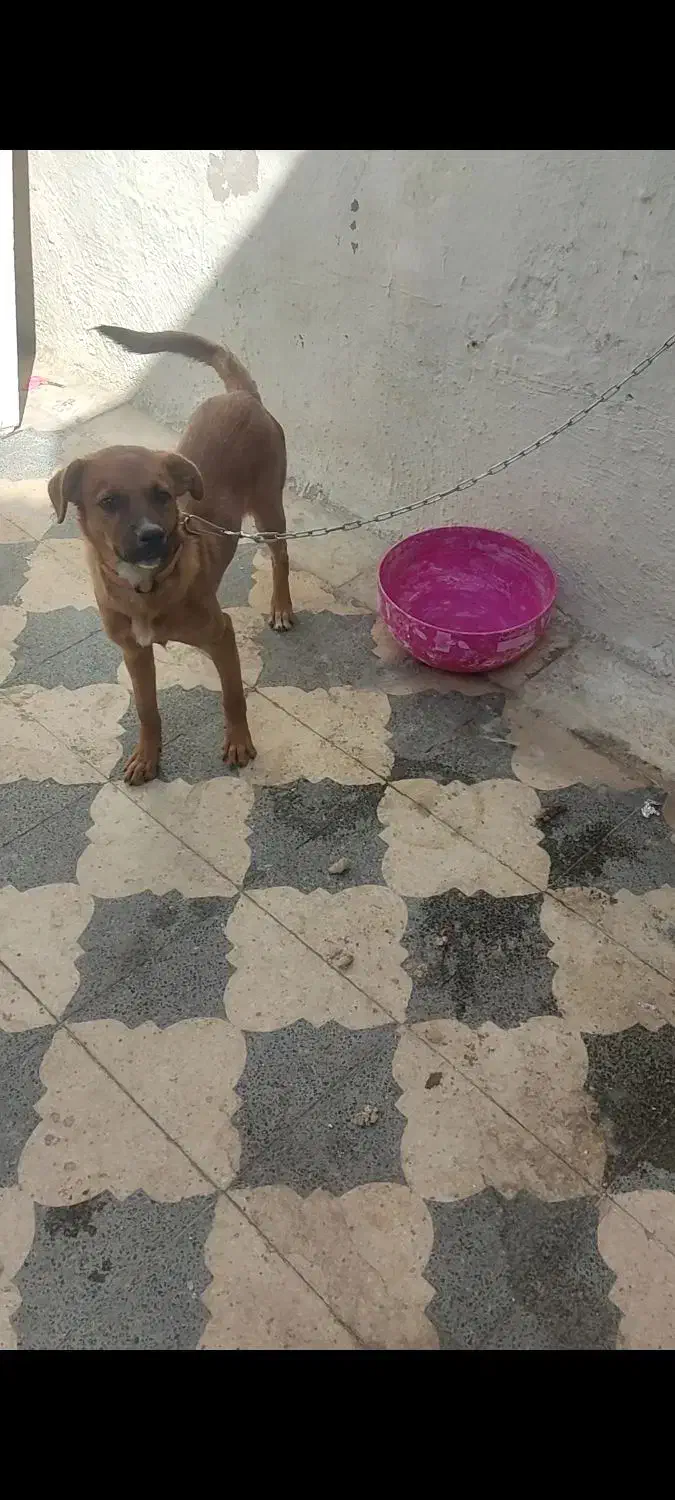 واگذاری سگ سرابی|سگ|شیراز, شیخ علی چوپان|دیوار