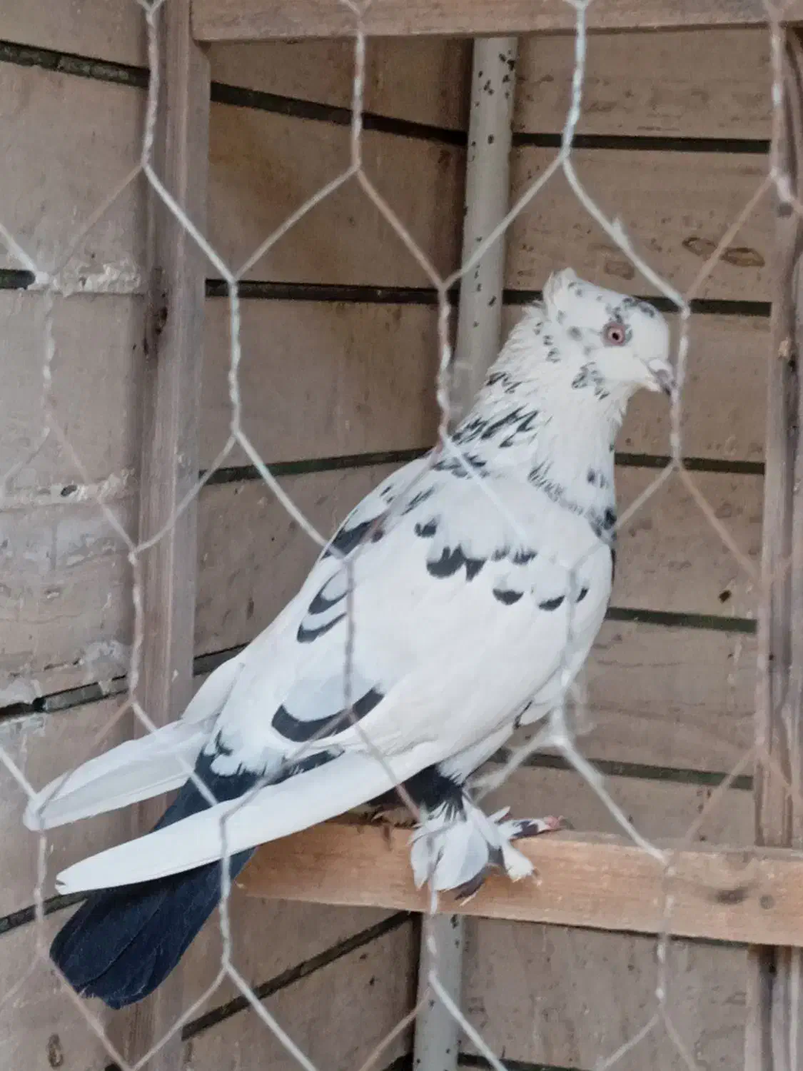 کبوتر ماده|پرنده|قم, بکایی|دیوار