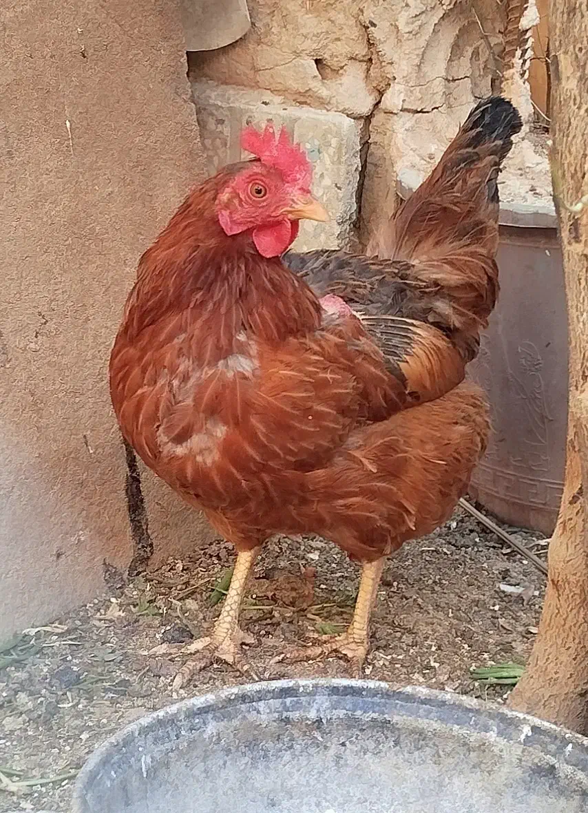 مرغ تخم گذار|حیوانات مزرعه|خمینی‌شهر, |دیوار