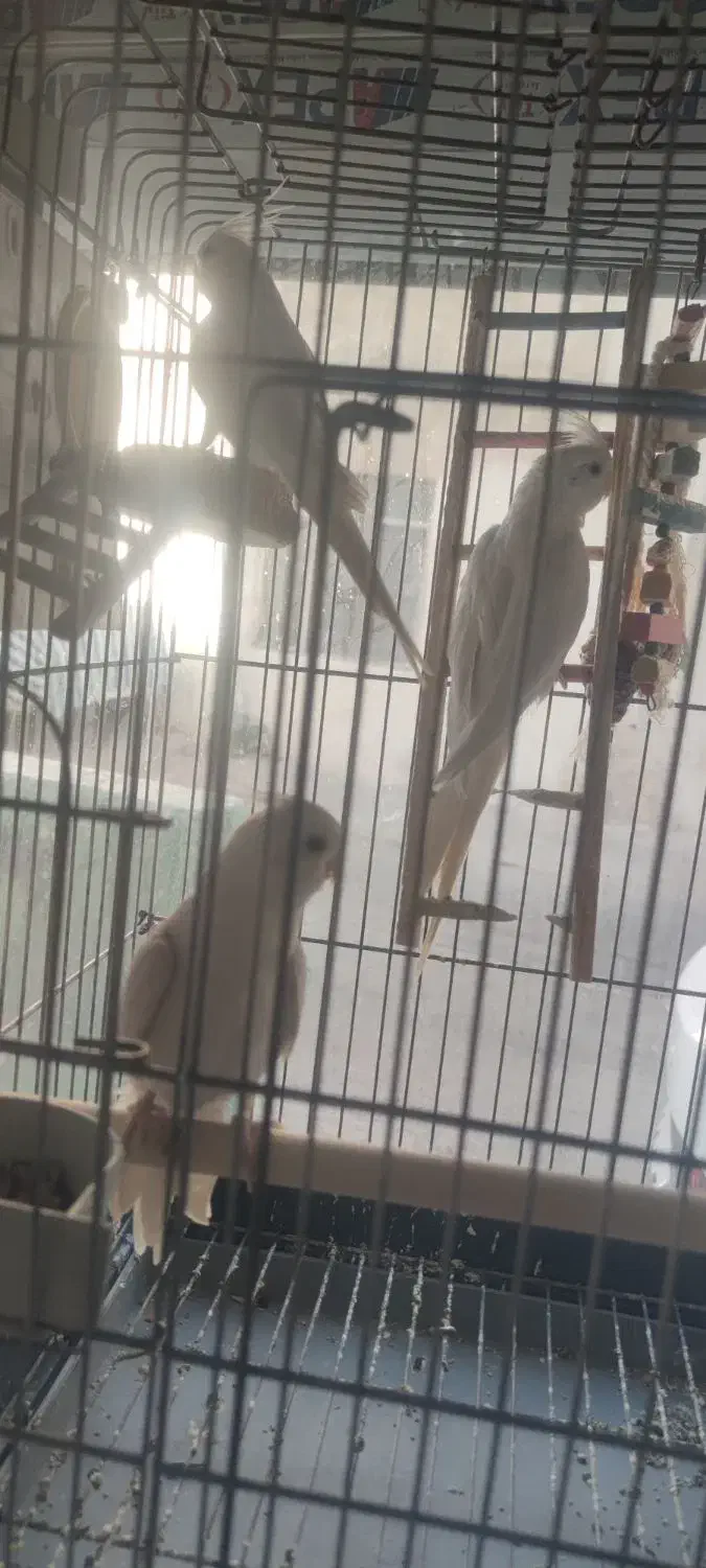 عروس هلندی آلبینو خالص|پرنده|کرج, حسینآباد|دیوار