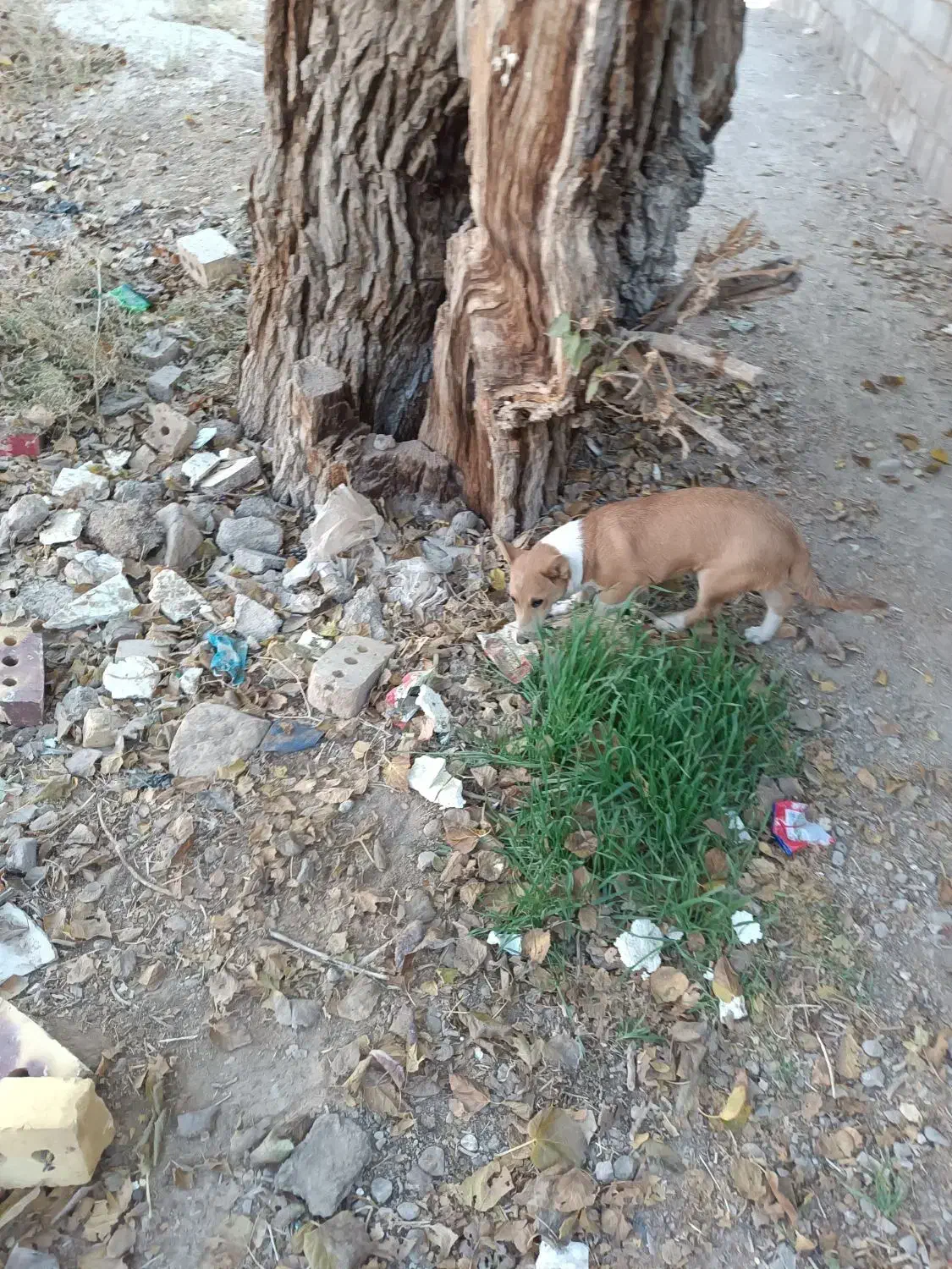 توله سگ ولش کورگی|سگ|باخزر, |دیوار