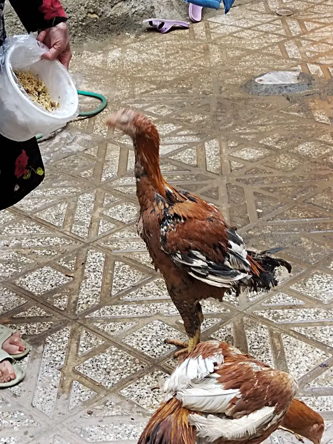 جوجه خروس لاری اصل ذات دار|حیوانات مزرعه|زاوه, |دیوار