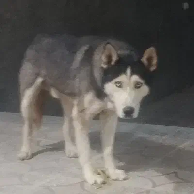 سگ ژرمن هاسکی|سگ|سیرجان, |دیوار