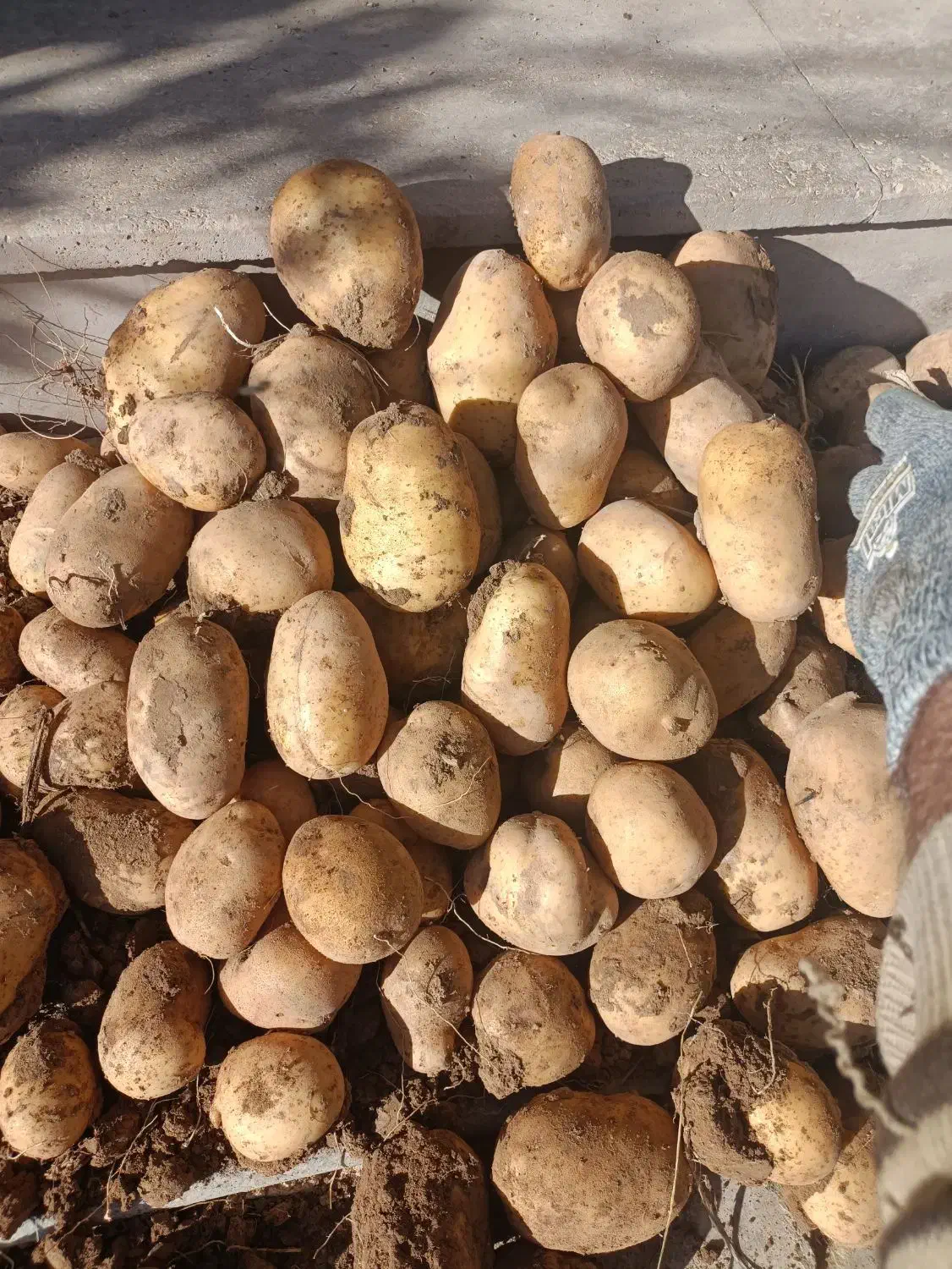 سیب زمینی جلی رانومی مدل 402|خوردنی و آشامیدنی|رزن, |دیوار