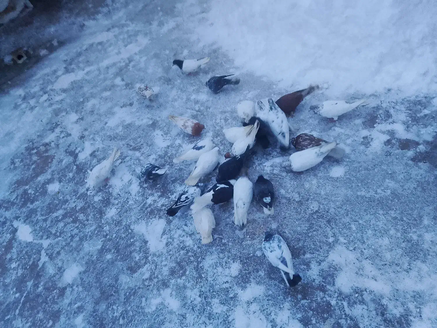 کبوتر|پرنده|ایجرود, |دیوار