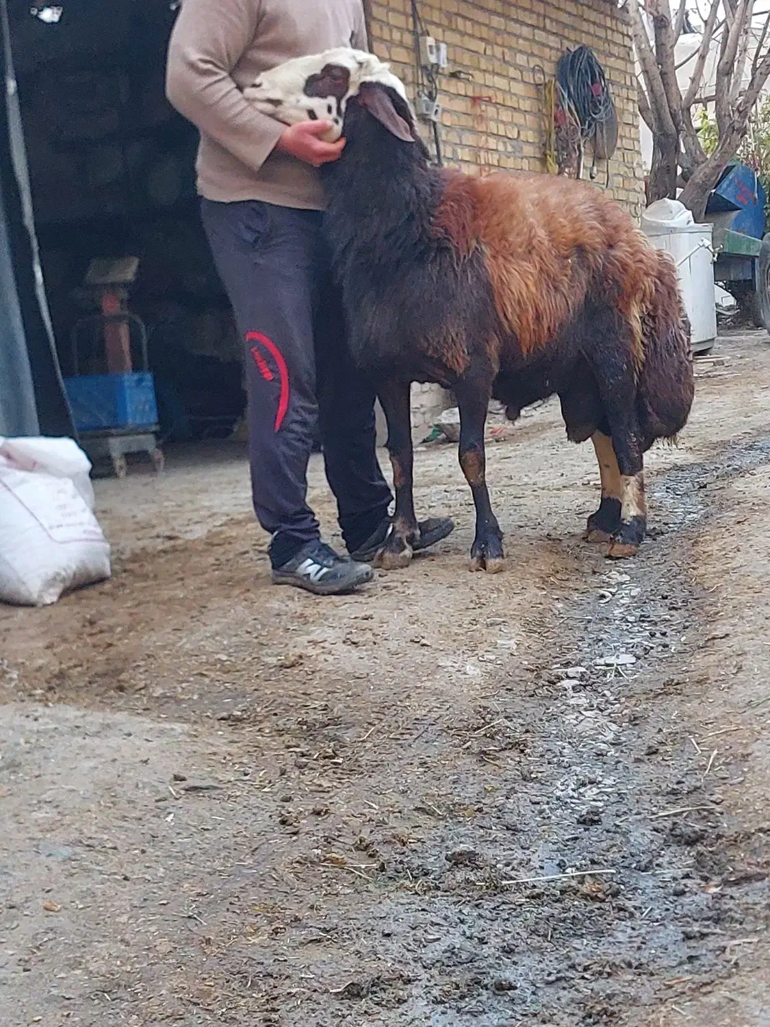 قوچ پلنگی|حیوانات مزرعه|ملایر, |دیوار