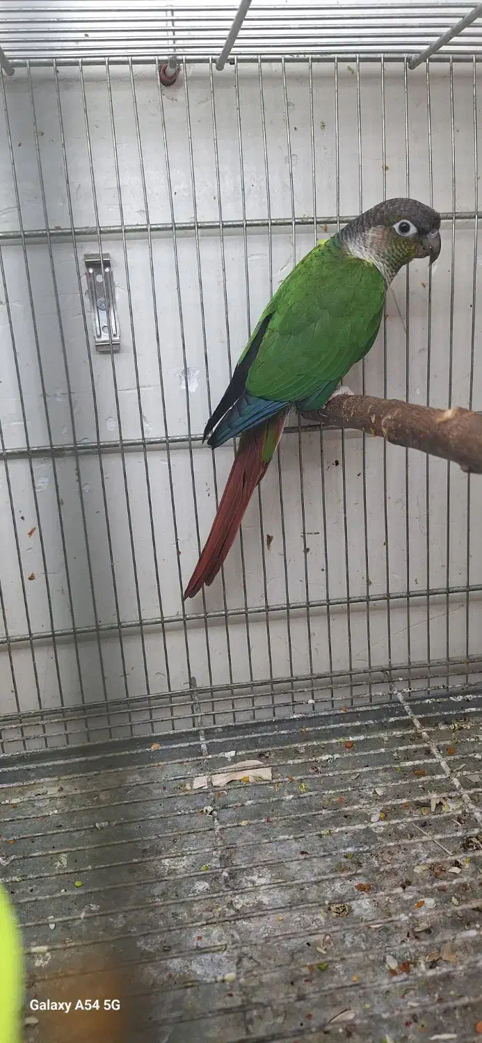 ۲ جفت گرینچیک|پرنده|کارون, |دیوار