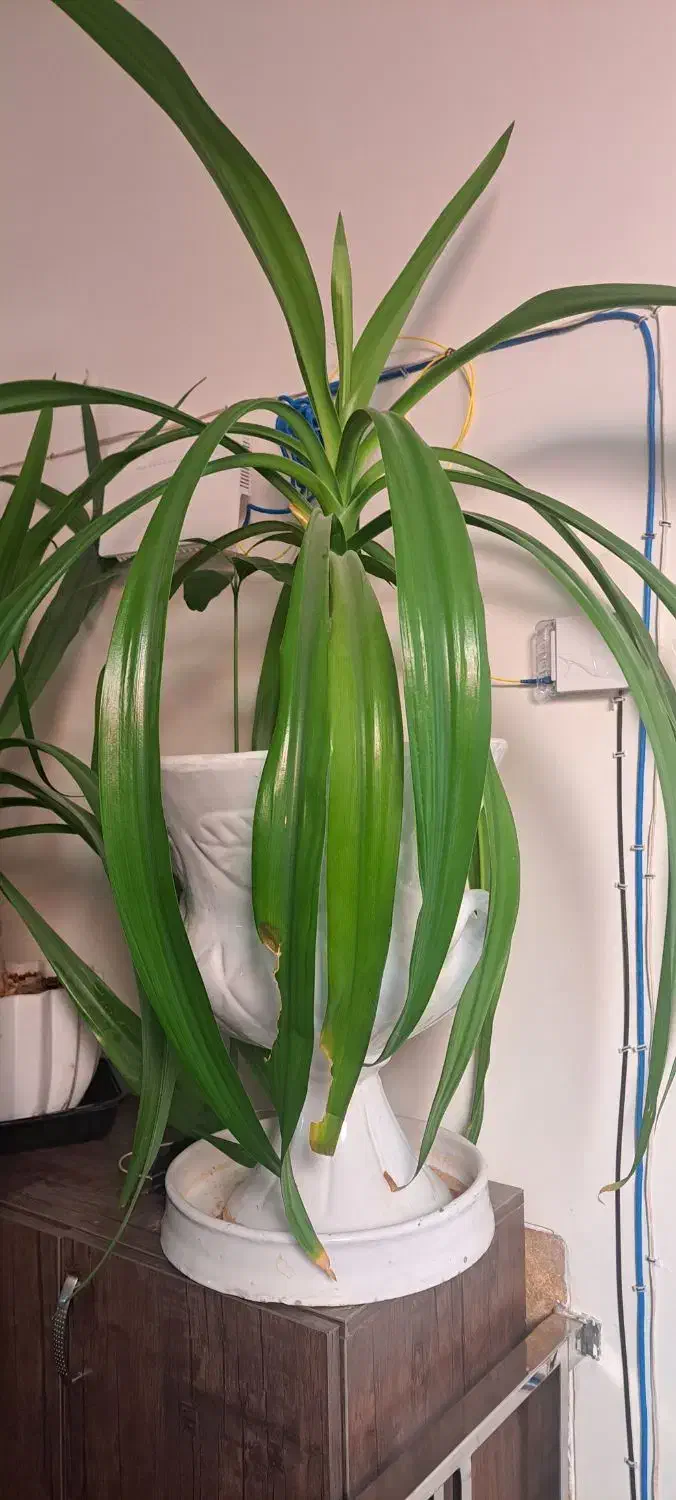 گل سوسن بزرگ باگلدان بزگ ۲ عدد|گل و گیاه طبیعی|حمیدیا, |دیوار