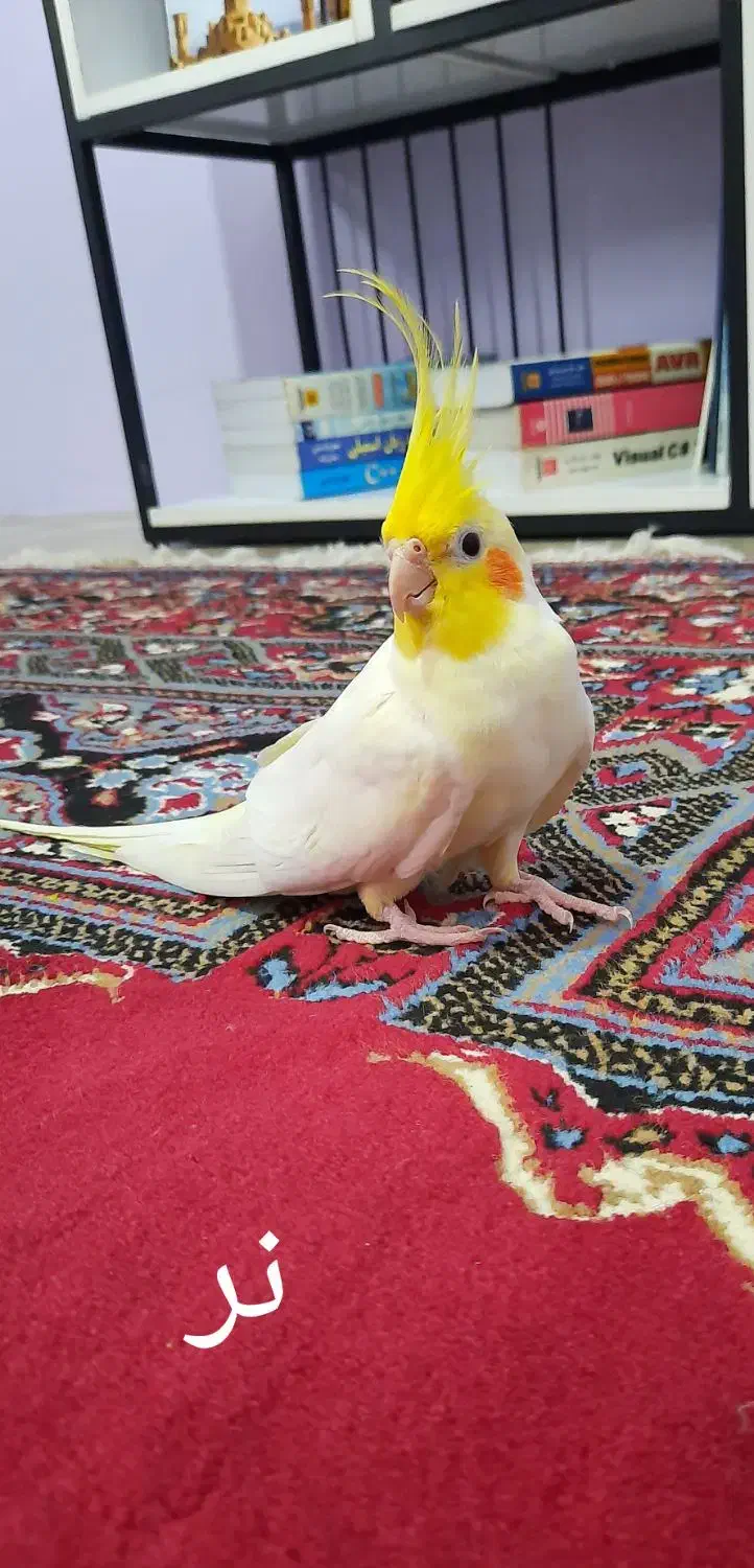 جفت عروس هلندی لوتینو مولد|پرنده|لنگرود, |دیوار