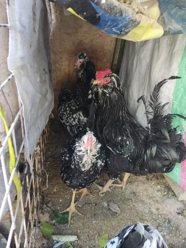 مرغ و خروس|حیوانات مزرعه|مرودشت, ابوذر شمالی|دیوار