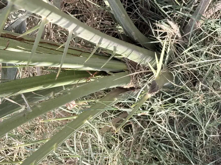 فروشی|گل و گیاه طبیعی|آبپخش, |دیوار