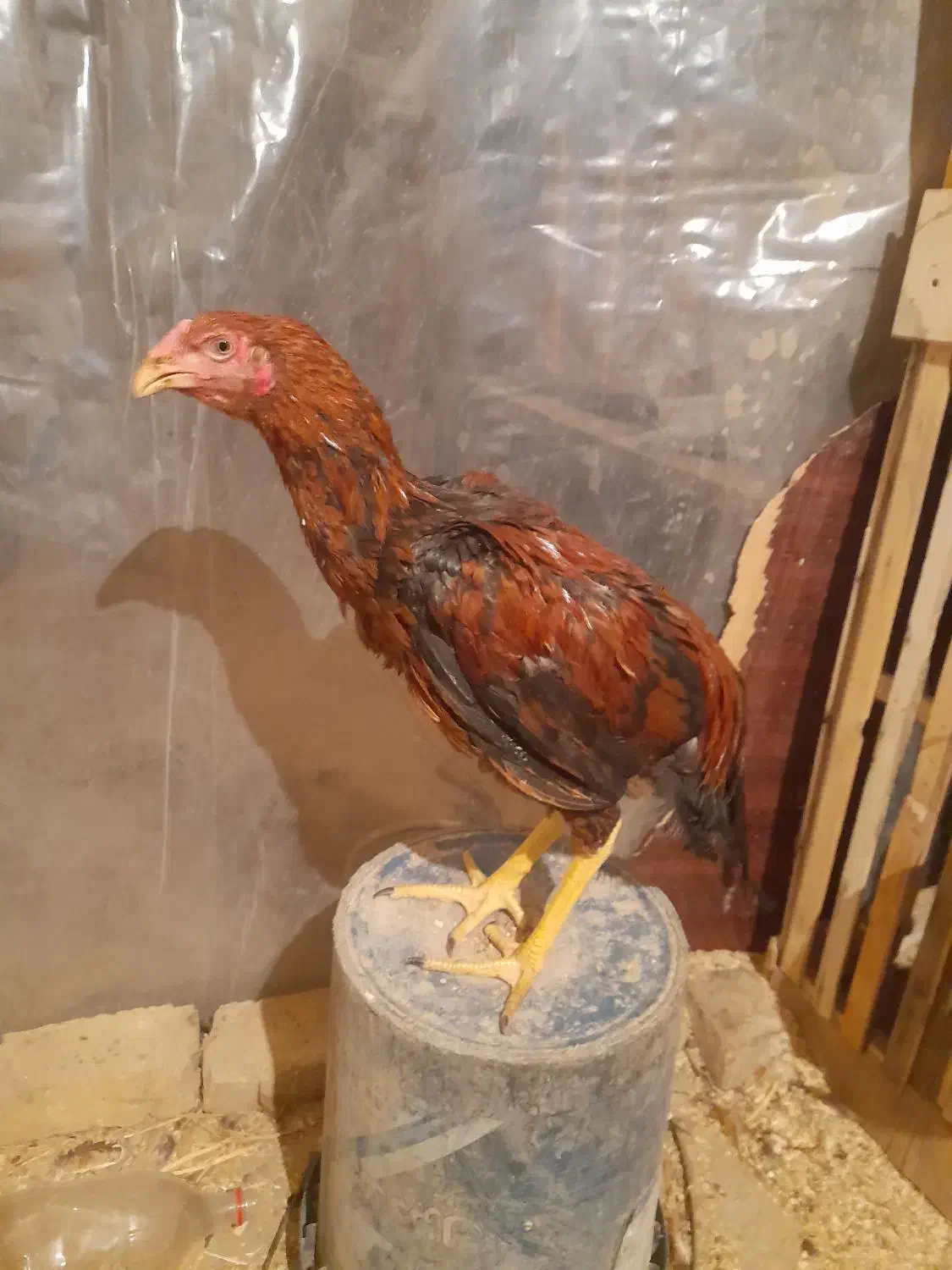 تعدادی جوجه لاری و طاقچه موجود|حیوانات مزرعه|تربتحیدریه, بالا ولایت|دیوار