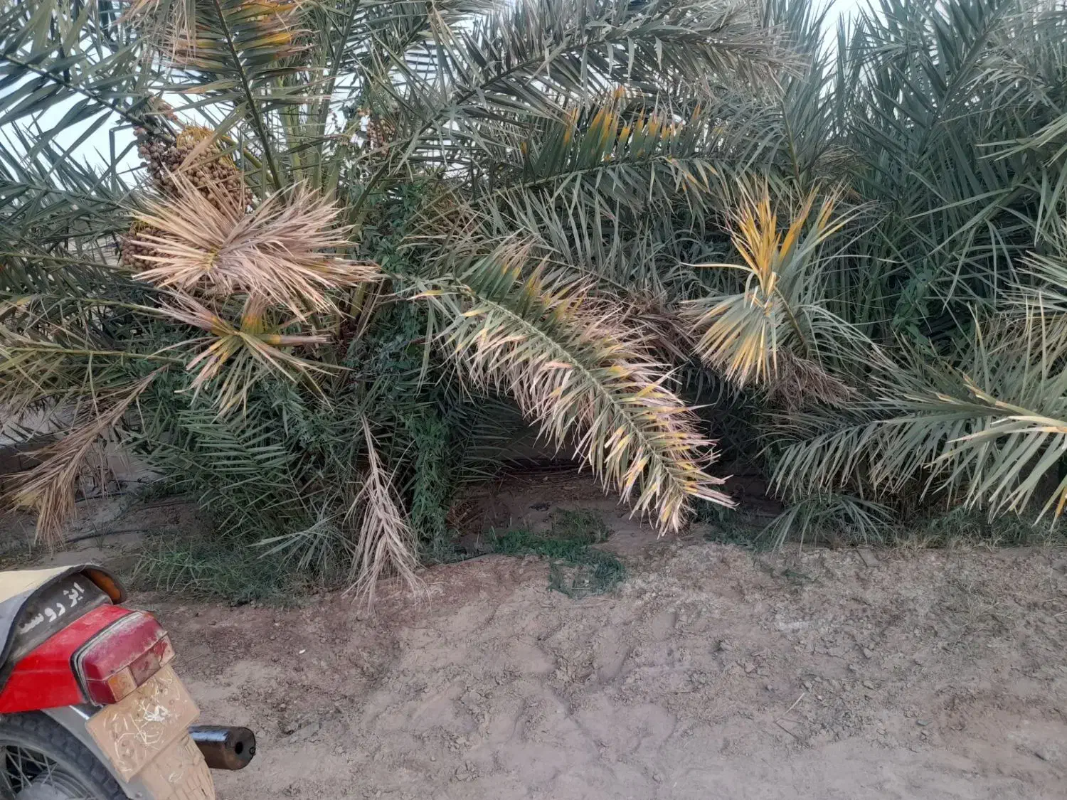 جونگ درخت حلیله ای ومضافتی فروش توافقی|گل و گیاه طبیعی|فهرج, |دیوار