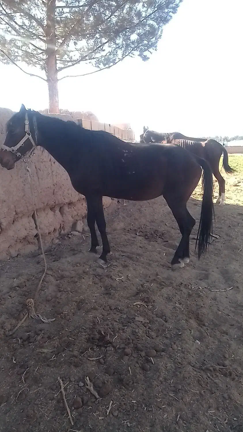 دوتا مادیان|اسب و تجهیزات اسب‌سواری|طرقبه, |دیوار