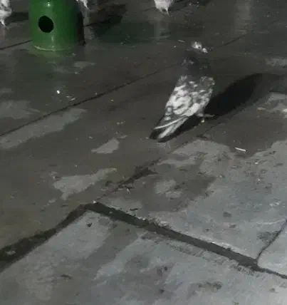 کبوتر سرورنر|حیوانات|چهارباغ, |دیوار