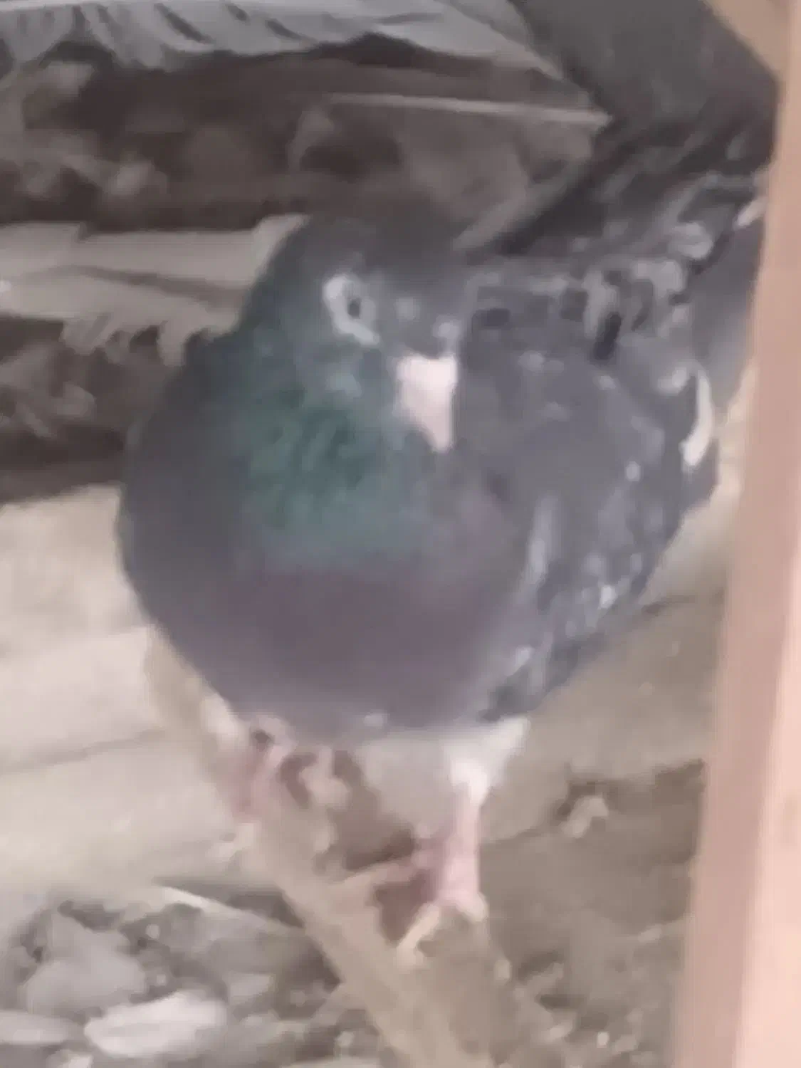 یه تعداد حیون درجه یک نر و ماده|پرنده|تهران, خزانه|دیوار