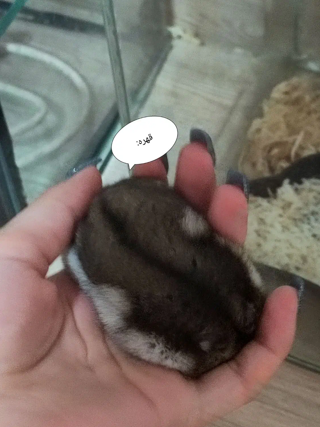 ۲ عدد همستر مینیاتوری نرو ماده|موش و خرگوش|رشت, دیانتی|دیوار