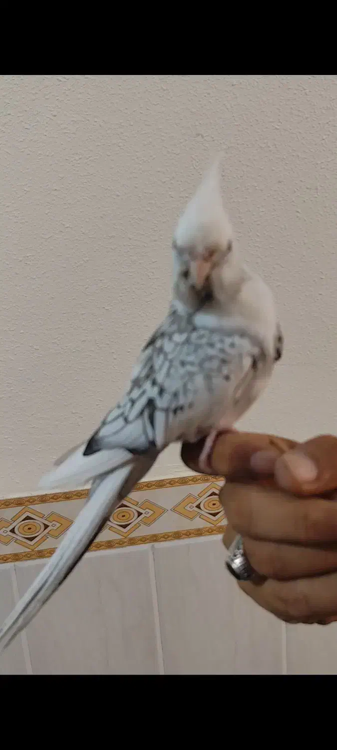 عروس هلندی وات فیس اهلی|پرنده|برازجان, |دیوار