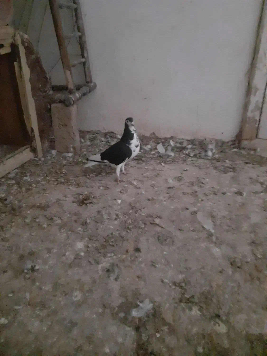 کفتر بوم|پرنده|تربت جام, المهدی|دیوار