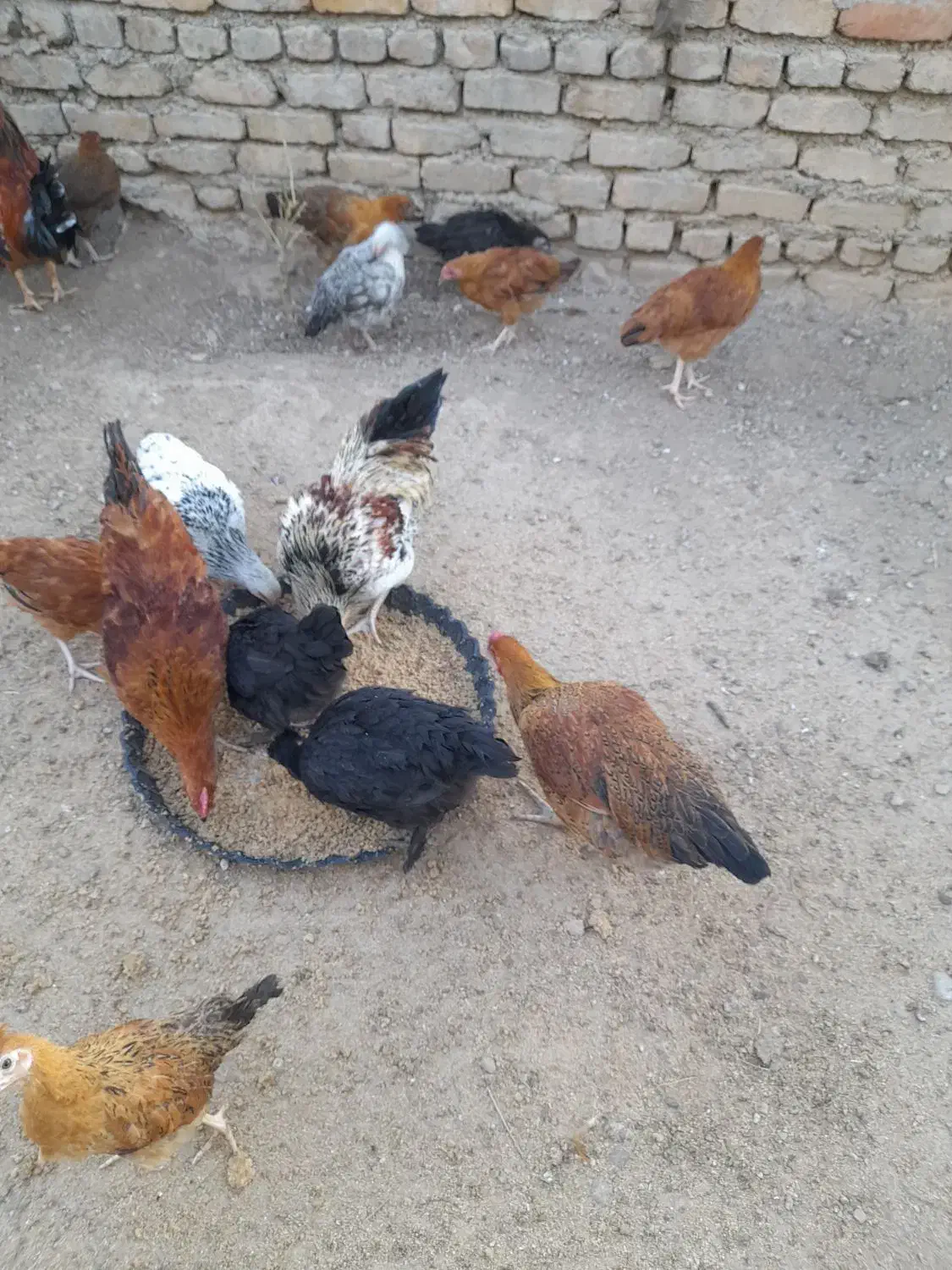 مرغ تخم گذار محلی|حیوانات مزرعه|هشتگرد, هیو|دیوار