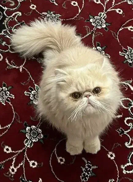 گربه پرشین سوپر فلت|گربه|یزد, |دیوار