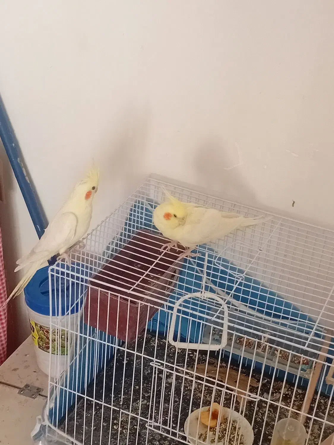 عروس هلندی|پرنده|جوین, |دیوار