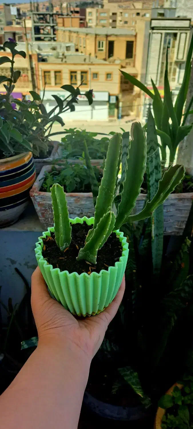 نخل مرداب،استاپیلیا،سانسوریا پاکوتاه|گل و گیاه طبیعی|ایلام, |دیوار