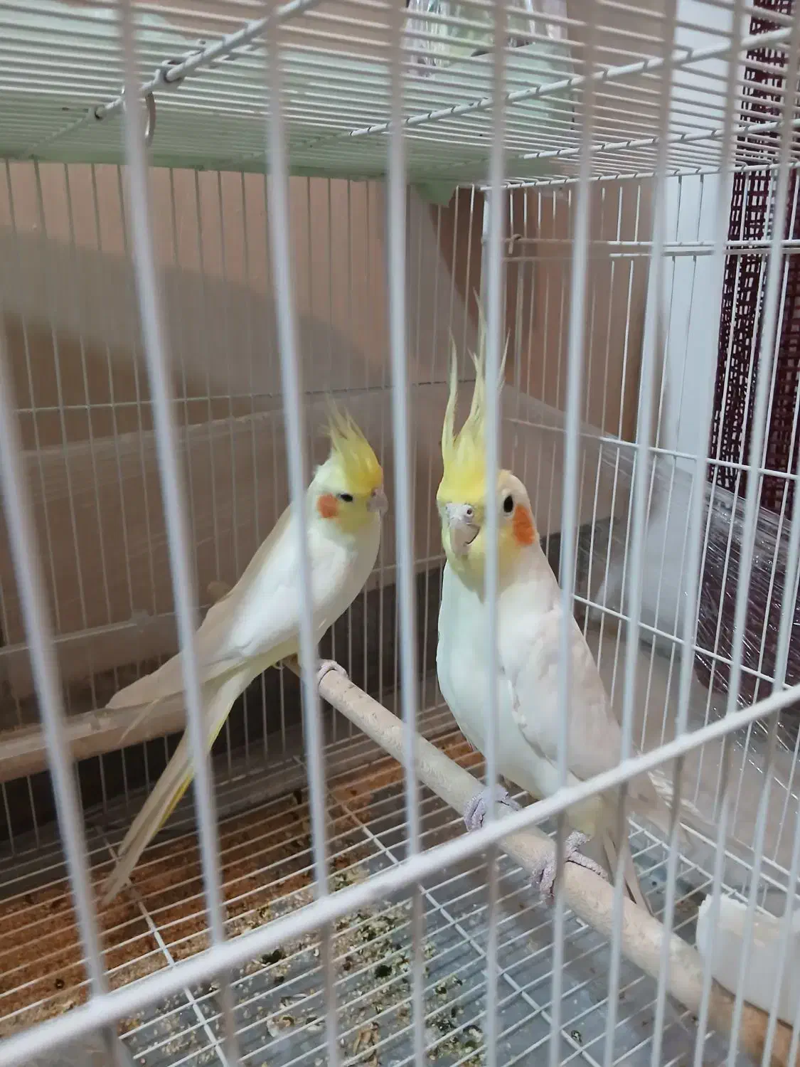 عروس هلندی لوتینو سفید|پرنده|مشهد, جانباز|دیوار