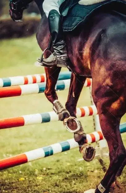 آموزش سوارکاری|خدمات آموزشی|تهران, شهرک چیتگر|دیوار