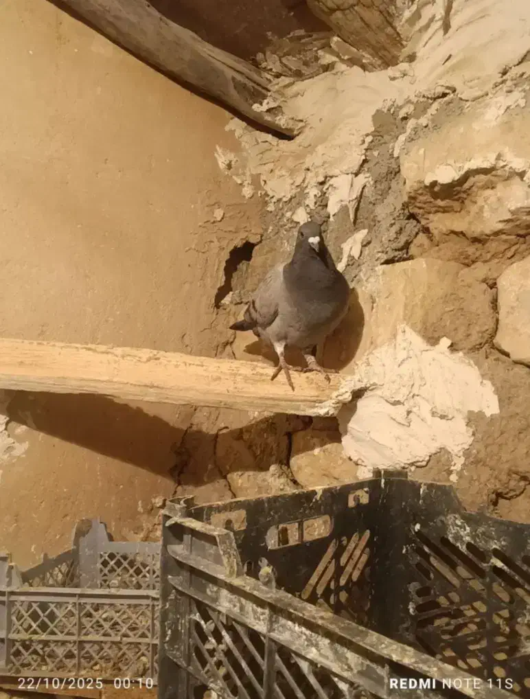 کبوتر پلاکی|پرنده|اسلامآباد غرب, |دیوار