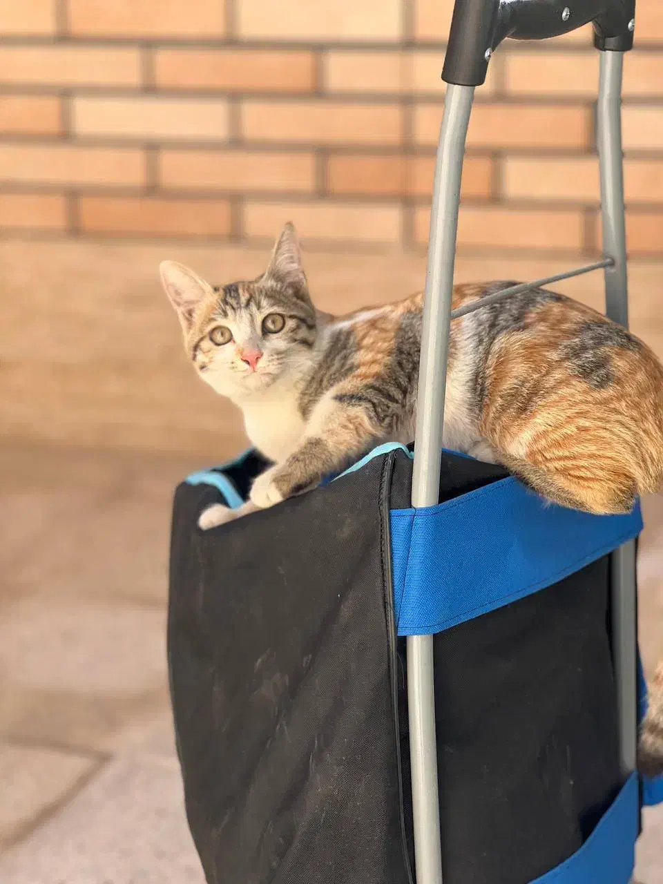 گمشده|گربه|خمینی‌شهر, |دیوار