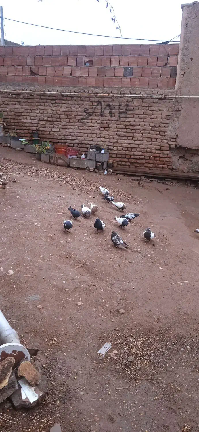 کفتر معلقی|پرنده|کرمان, |دیوار