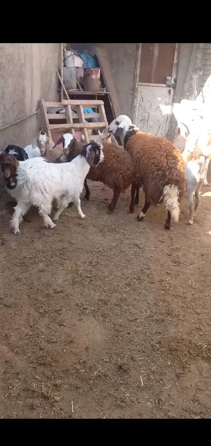 بره نر بز|حیوانات مزرعه|شهرآباد, |دیوار