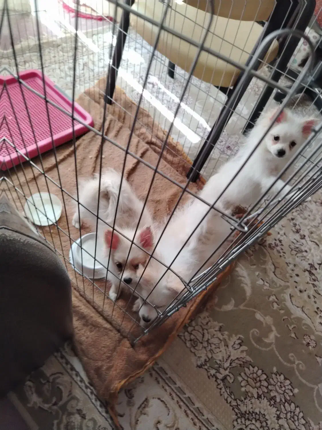 فروش سگ پامر سه ماه|سگ|نجف‌آباد, شهید رجایی|دیوار