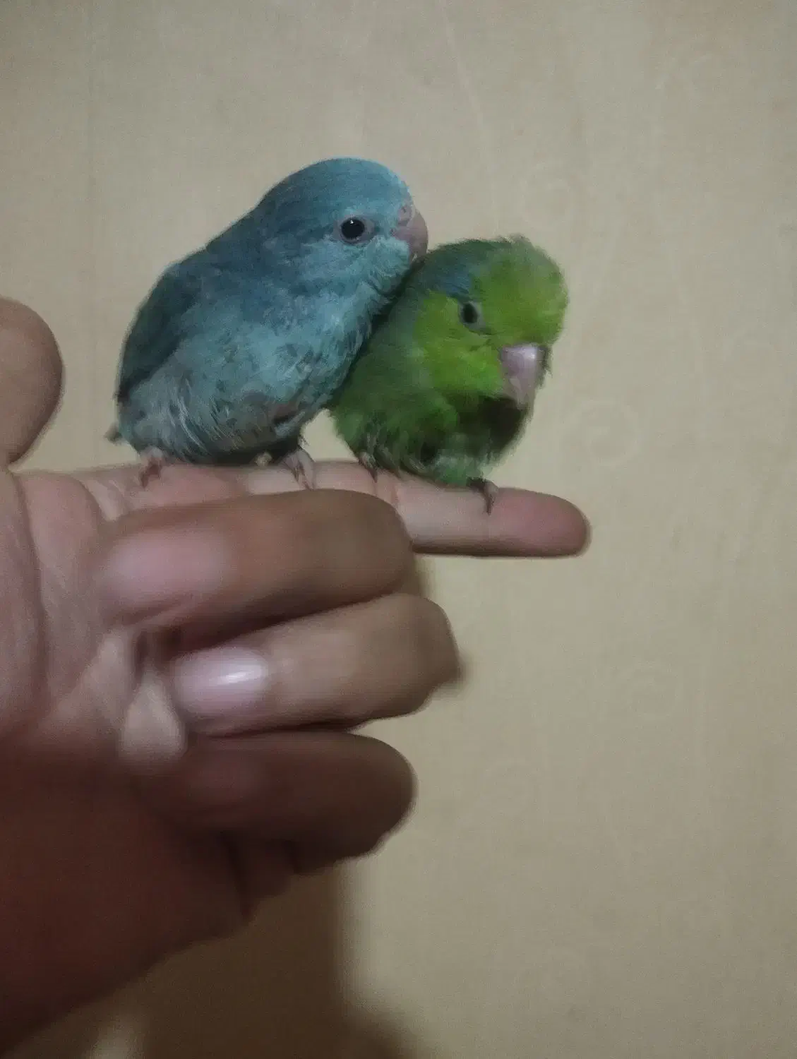 جوجه جفت پروتلت|پرنده|ری, شهادت|دیوار