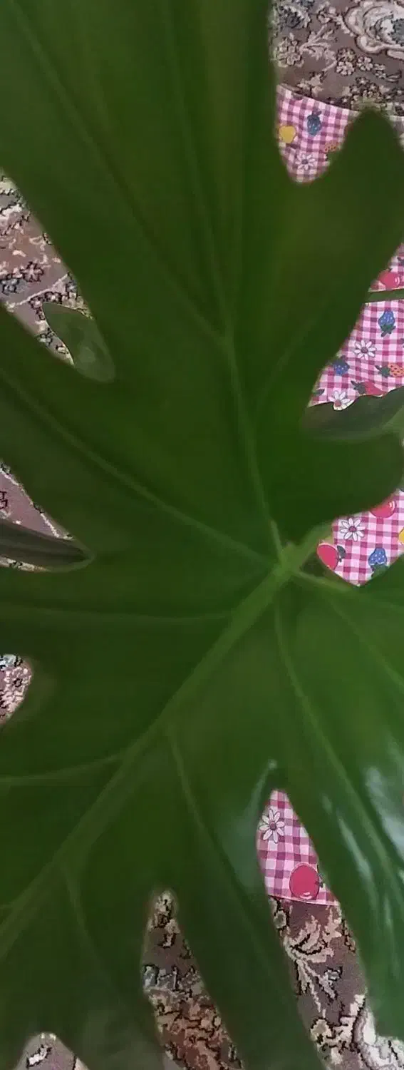 گل برگ انجیری بزرگ و شاداب|گل و گیاه طبیعی|محمدیه-قزوین, |دیوار