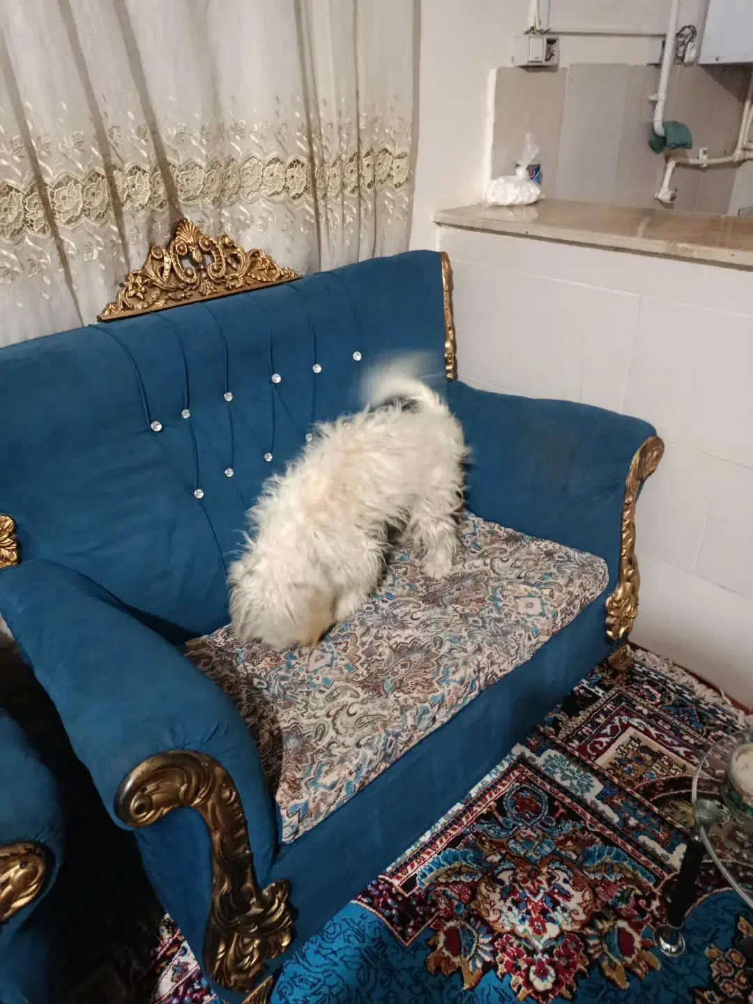 سگ پشمالو|سگ|سنندج, |دیوار