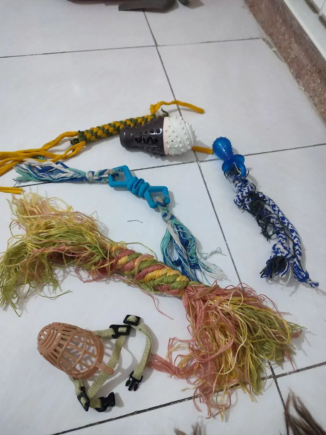 وسایل سرگرمی و بازی سگ و گربه پوزه بند همه باهم|لوازم جانبی حیوانات|رشت, چله خانه|دیوار