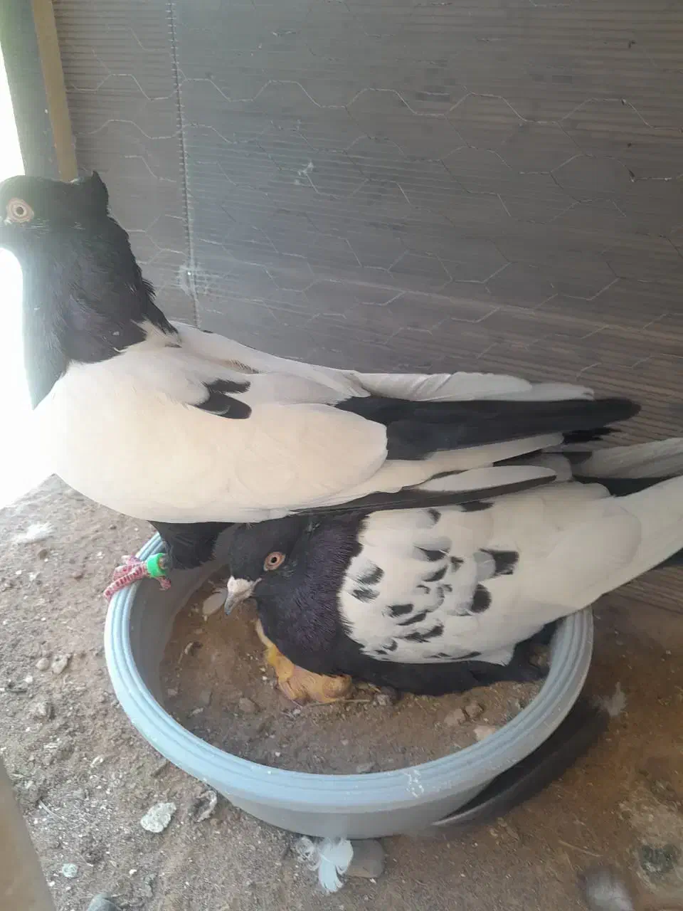 کبوتر سینه ای|پرنده|کاشان, امیرکبیر|دیوار