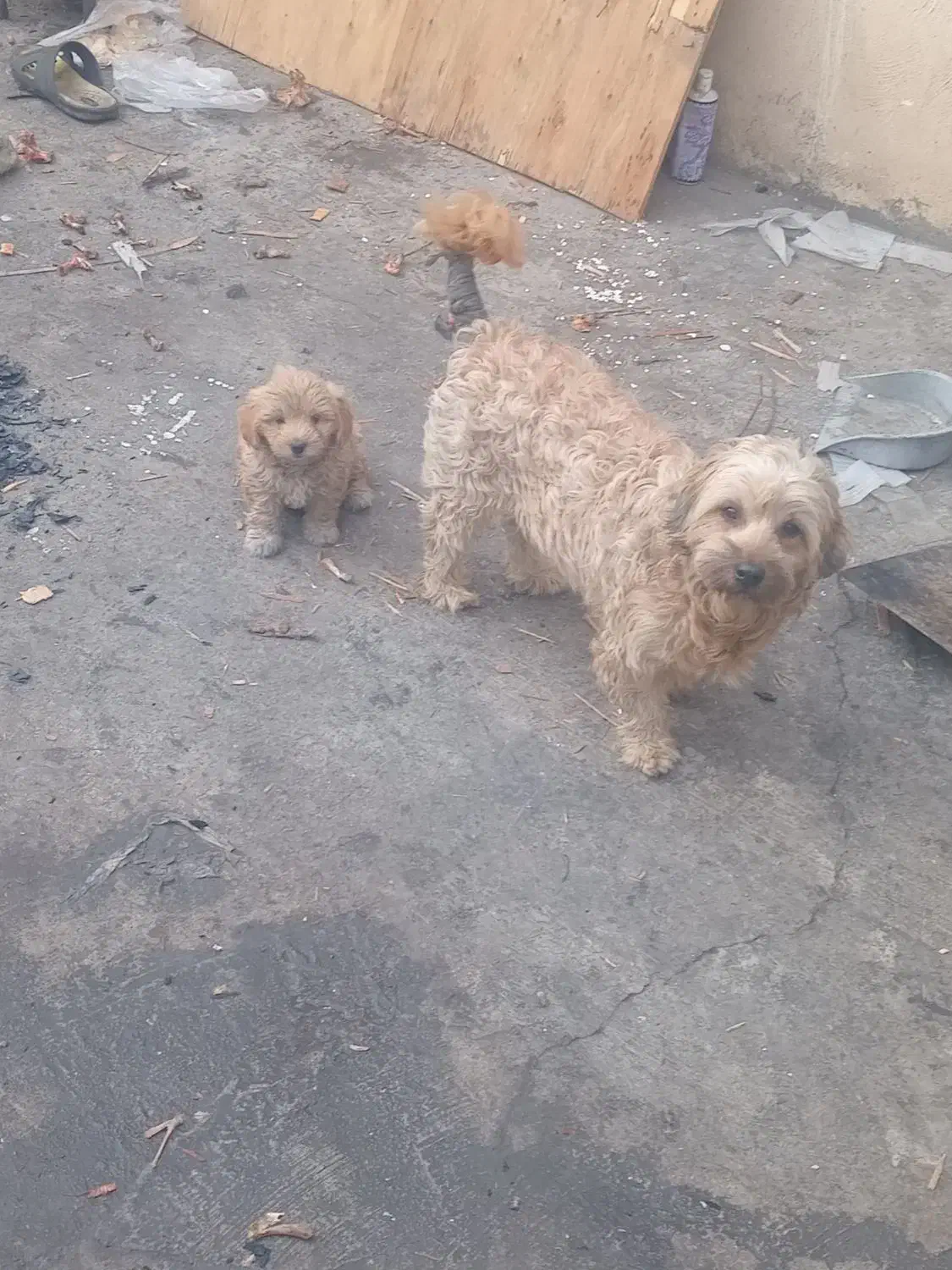 سگ آپارتمانی سگ خونگی|سگ|پاکدشت, پاکدشت (مامازند)|دیوار