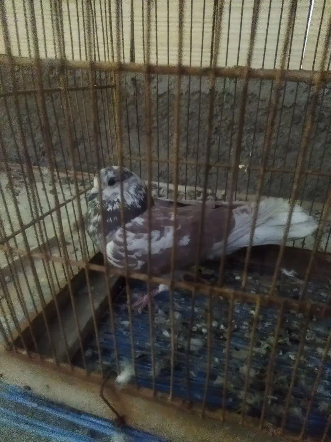 ماهی|ماهی|یزد, |دیوار