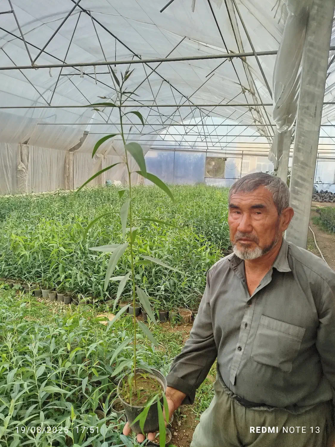 نهال زیتون، اکالیپتوس، انجیر و انار، و خرزهره|خدمات باغبانی و درختکاری|قم, شهرک قدس|دیوار