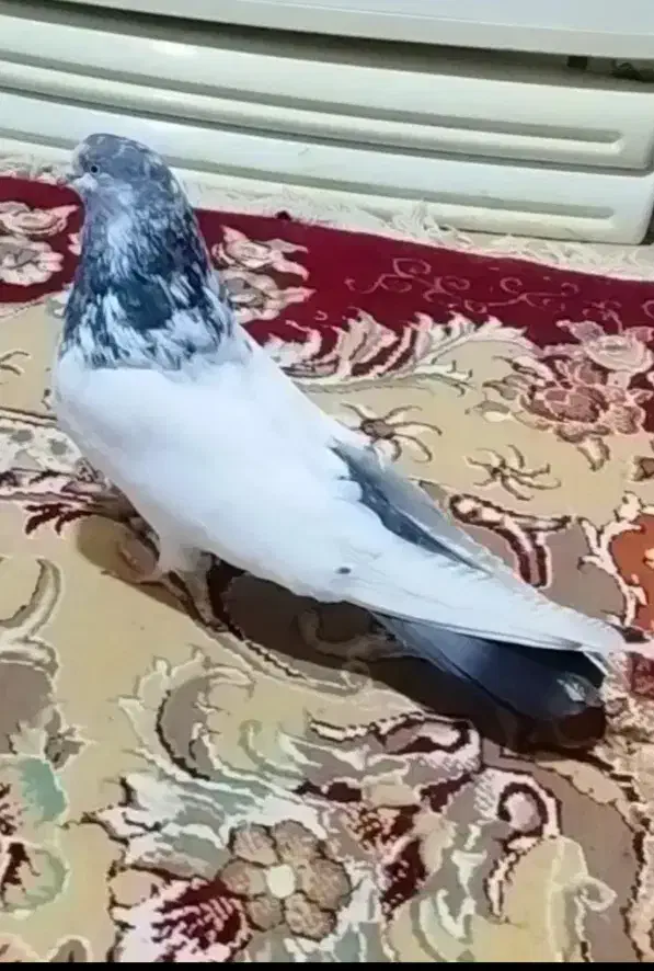 نر کله دم سبز عطیقه اصل سو قدیم باقرآبادم|پرنده|قرچک, باقرآباد|دیوار