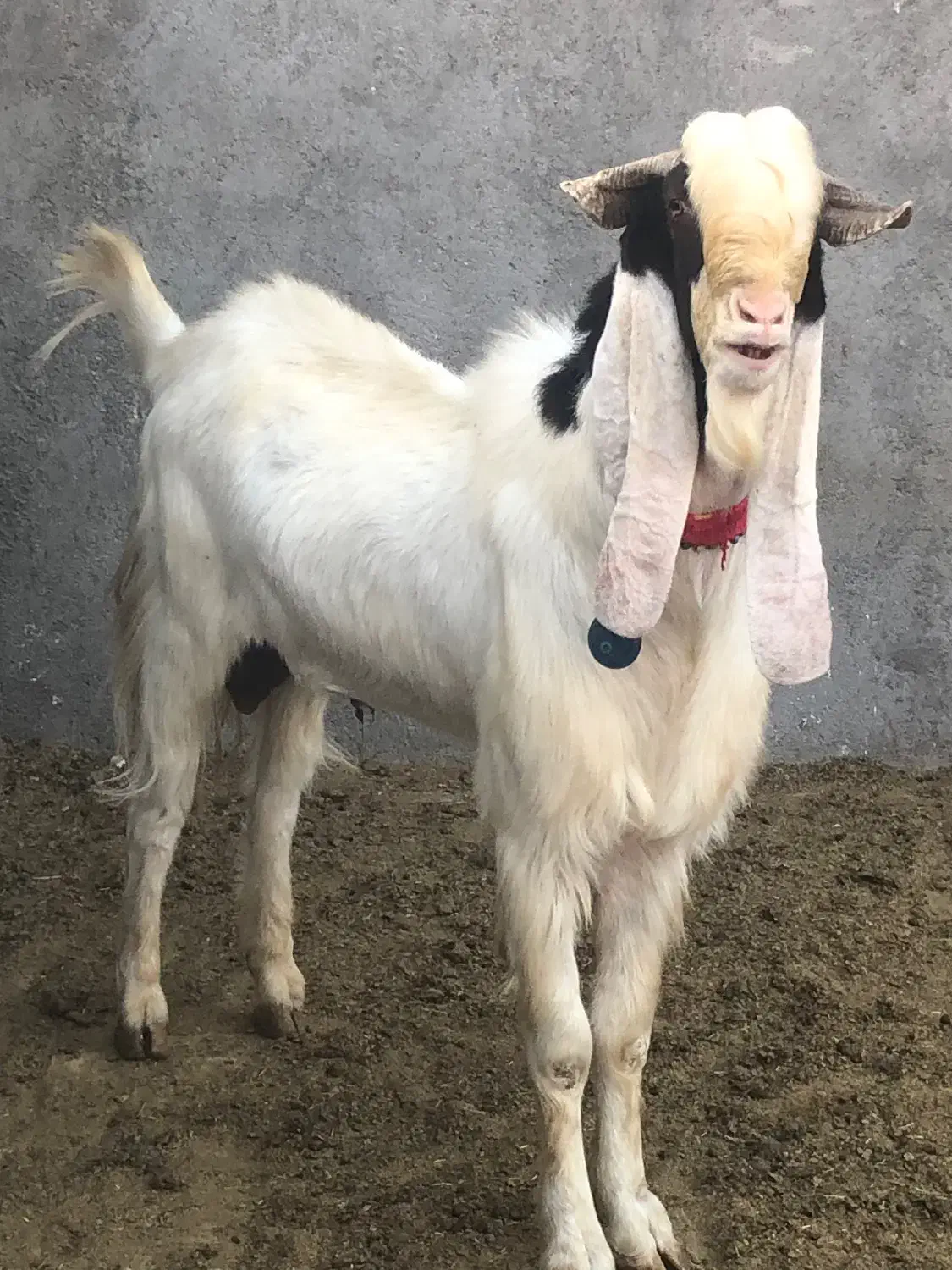 بزغاله نرتکه اصلپاکستانی استثنایی(میش بره گوسفند)|حیوانات مزرعه|جعفرآباد, |دیوار