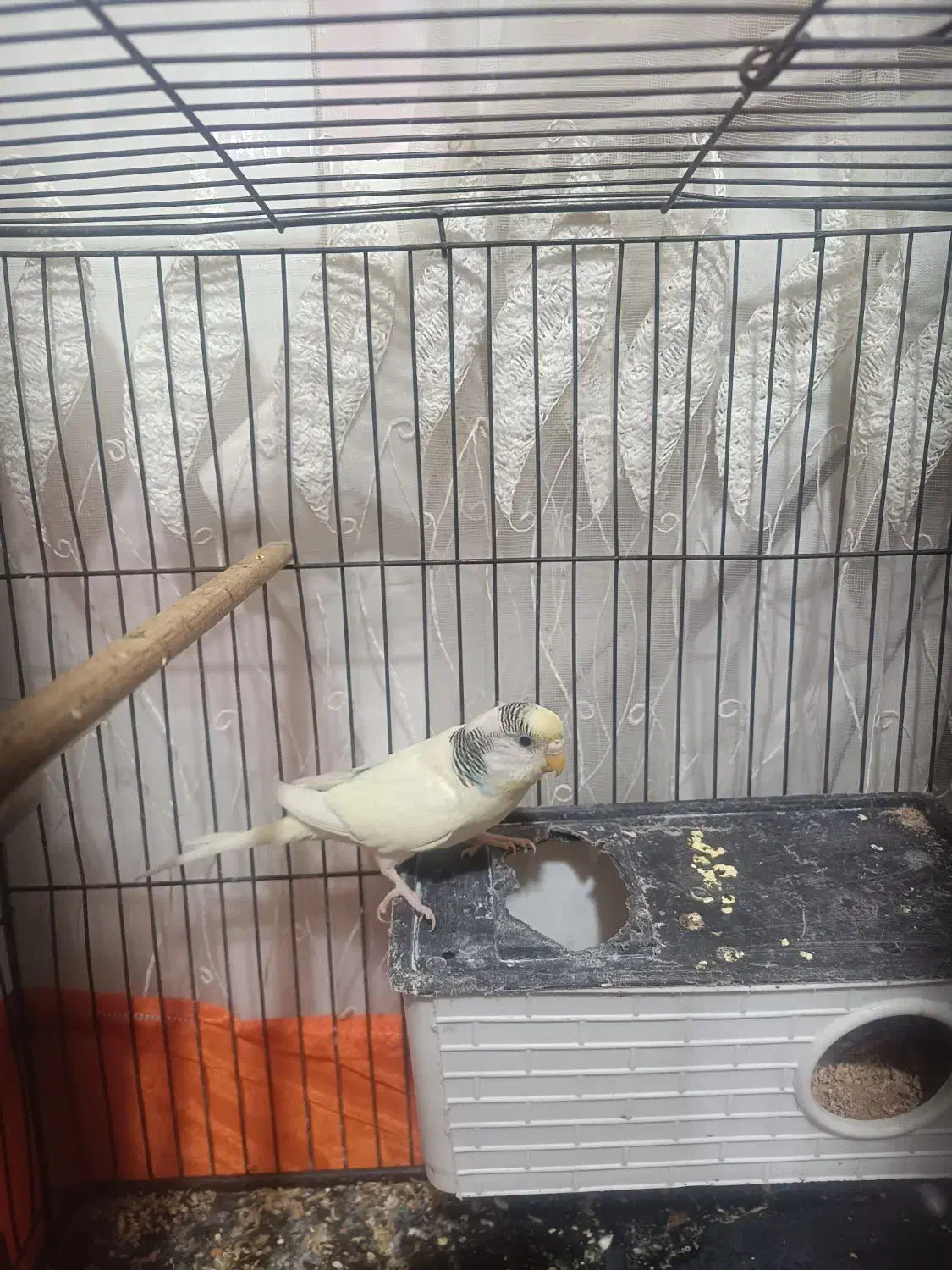 مرغ عشق مولد ماده|پرنده|بومهن, |دیوار